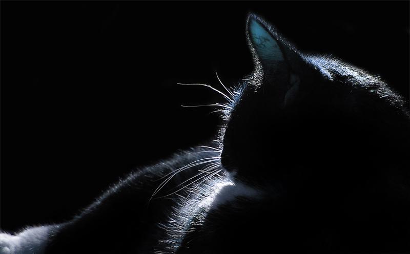 МИФ 2: Кошки могут видеть в темноте.