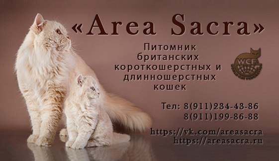 Питомник "Ареа Сакра" - занимаемся британскими короткошерстными и длинношерстными кошками
