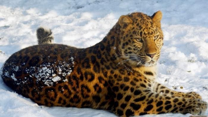 3. Амурский леопард